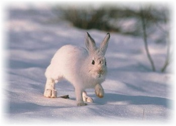 Cum să mențină și să reproducă iepurii în timpul iernii
