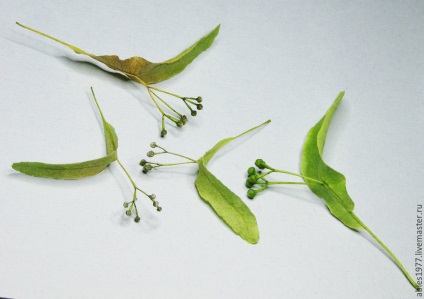 Cum să păstrăm flora în experimentele sale originale, pe crearea unui herbar tridimensional