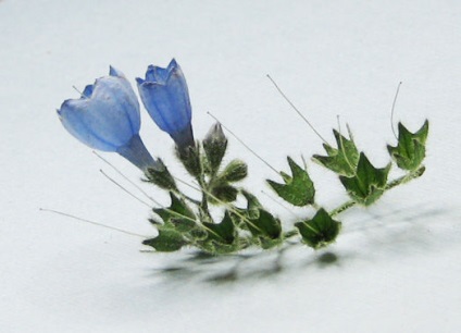 Cum să păstrăm flora în experimentele sale originale, pe crearea unui herbar tridimensional
