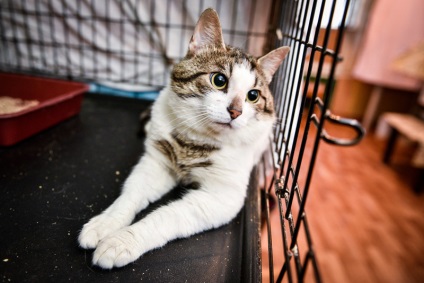 Hogyan válhat egy ember a macska - személyes élet - hír a Szentpétervár