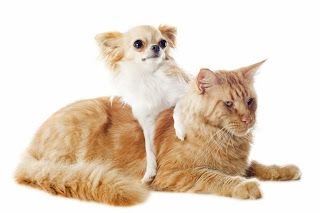 Cum să protejați un câine sau o pisică de accident vascular cerebral