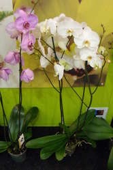 Cum să aibă grijă de orhideea phalaenopsis