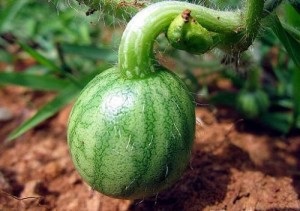 Hogyan válasszuk ki a magvakat a görögdinnye, hogy egy jó termés, diffenbachia