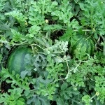 Cum de a alege semințele de pepene verde pentru a obține o recoltă bună, diffenbachia