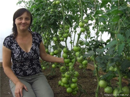 Cum să crească un tomate