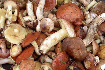Cum să păstrați acasă ciupercile uscate, sărate, fierte și proaspete