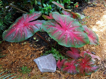 Caladium снимки и видове, методи за отглеждане и грижи за растенията