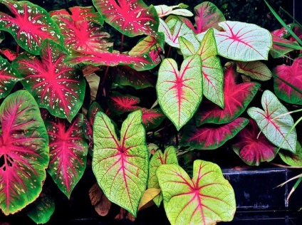 Caladium снимки и видове, методи за отглеждане и грижи за растенията