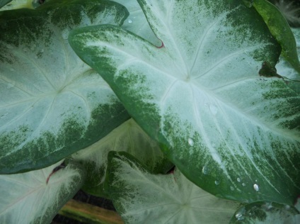 Caladium снимки и видове, методи за отглеждане и грижи за растенията