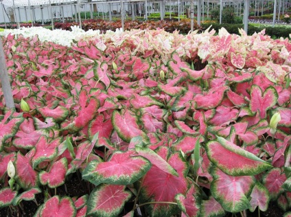 Caladium снимки и видове, методи за отглеждане и грижи за растенията