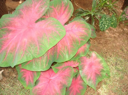 Caladium снимки и видове, методи за отглеждане и грижи за растенията