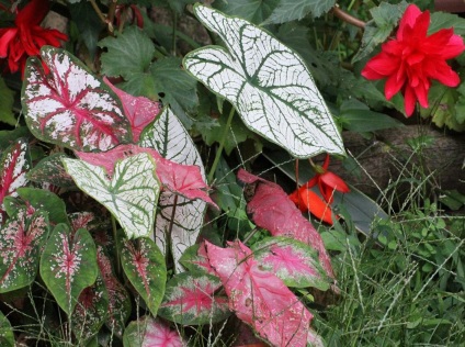 Caladium fotografii și specii, modalități de creștere și îngrijire a unei plante