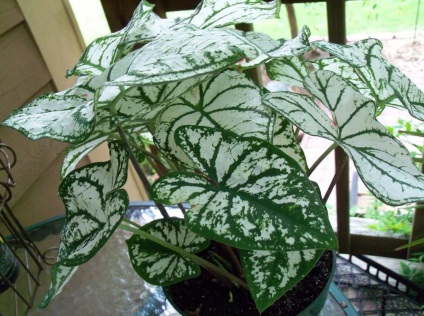 Caladium снимки и видове, методи за отглеждане и грижи за растенията