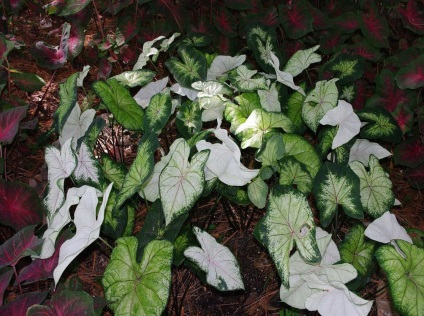 Caladium снимки и видове, методи за отглеждане и грижи за растенията