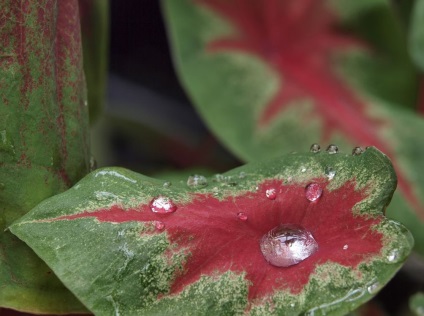 Caladium снимки и видове, методи за отглеждане и грижи за растенията