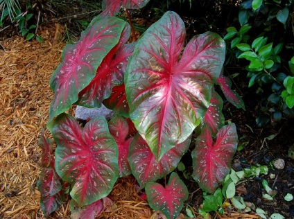 Caladium снимки и видове, методи за отглеждане и грижи за растенията