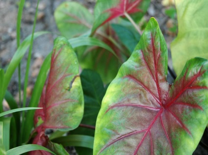 Caladium fotografii și specii, modalități de creștere și îngrijire a unei plante