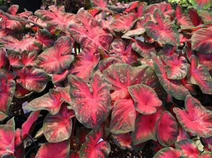 Caladium снимки и видове, методи за отглеждане и грижи за растенията