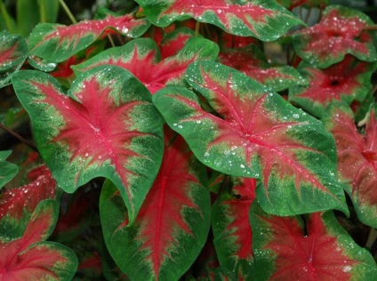 Caladium снимки и видове, методи за отглеждане и грижи за растенията