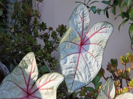 Caladium снимки и видове, методи за отглеждане и грижи за растенията