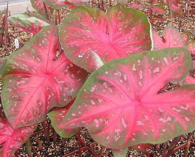 Caladium îngrijire, fotografie, transplant, reproducere, dăunători, specii