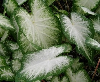 Caladium îngrijire, fotografie, transplant, reproducere, dăunători, specii