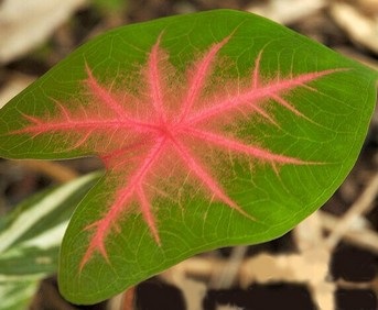 Caladium îngrijire, fotografie, transplant, reproducere, dăunători, specii