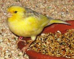 Canary, cântând melodii canariene