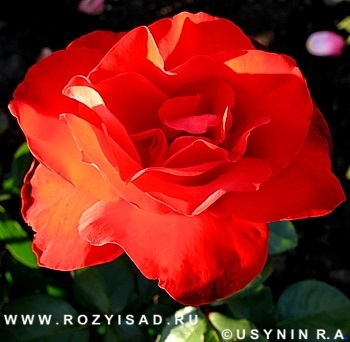 Catalog de trandafiri cu fotografie, grup de ceai-hibrid trandafir p. 2, cartea de referință trandafiri