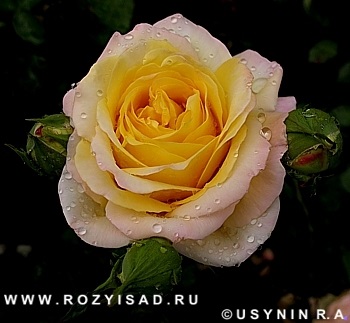 Catalog de trandafiri cu fotografie, grup de ceai-hibrid trandafir p. 2, cartea de referință trandafiri