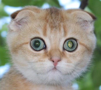 Cataract macskák fotó, kezelés, betegség tünetei