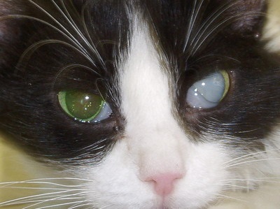 Cataract macskák fotó, kezelés, betegség tünetei