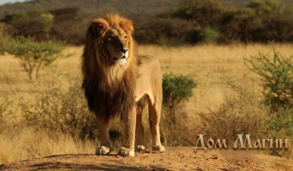 Ceea ce visul leului visează la un leu alb într-un vis - va veni o bandă de viață strălucitoare