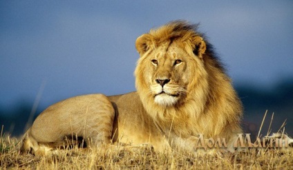 Amit az álom oroszlán álmában álmodik egy fehér oroszlánról - világos életszakasz lesz