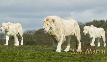 Ceea ce visul leului visează la un leu alb într-un vis - va veni o bandă de viață strălucitoare