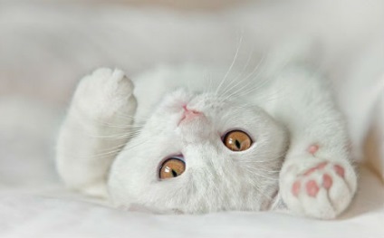 De ce visele de pisici albe viseaza pisici albe intr-un vis