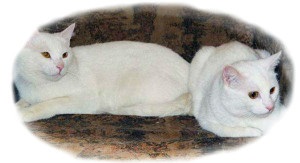 De ce visele de pisici albe viseaza pisici albe intr-un vis