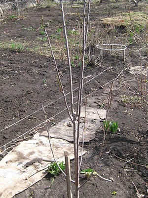 Coloane în formă de prune - videoconstruction de plantare și de îngrijire