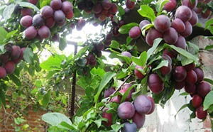 Coloane în formă de prune - videoconstruction de plantare și de îngrijire