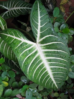 Casa de plante caladium fotografie, tipuri și de îngrijire