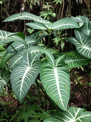 House növény caladium fotó, típusok és ellátás