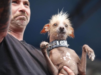 Concurență pentru cel mai urât câine 2012 - știri în fotografii
