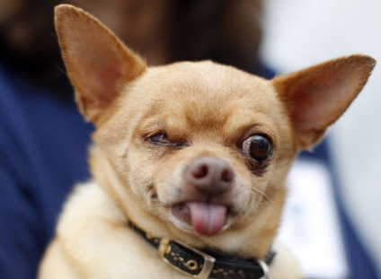 Concurență pentru cel mai urât câine 2012 - știri în fotografii