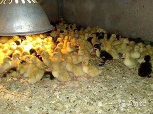 A ducklings etetése otthon és milyen vitaminokat kell táplálnia a napi kiskacsáknak - az életem