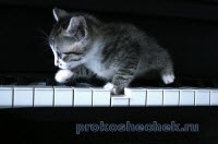 Pisica si muzica
