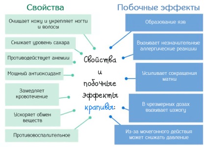 Nettle - proprietăți medicale și cosmetice, avantaje și contraindicații