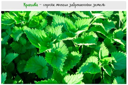 Nettle - proprietăți medicale și cosmetice, avantaje și contraindicații