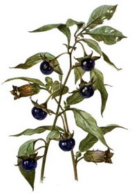Krasavka proprietăți medicale și modalități de utilizare a belladonna