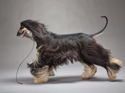 Gyönyörű fotók az afgán kutyafajta felnőtt kutyákról és tazi kölykökről