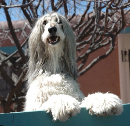 Gyönyörű fotók az afgán kutyafajta felnőtt kutyákról és tazi kölykökről
